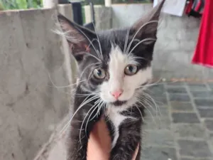 Gato raça SRD-ViraLata idade Abaixo de 2 meses nome Bigode 