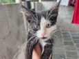 Gato raça SRD-ViraLata idade Abaixo de 2 meses nome Bigode 