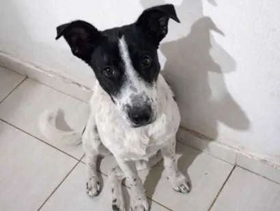 Cachorro raça SRD-ViraLata idade 1 ano nome Lola