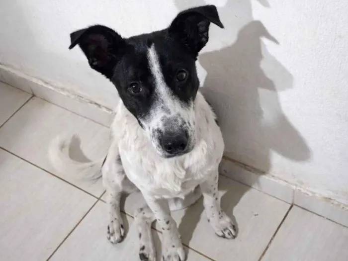 Cachorro raça SRD-ViraLata idade 1 ano nome Lola