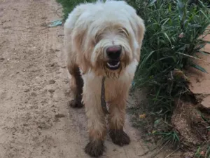 Cachorro raça SRD-ViraLata idade 2 a 6 meses nome Não sei 