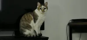 Gato raça SRD-ViraLata idade 3 anos nome Betty