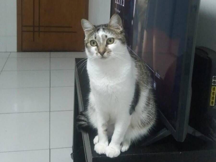 Gato raça SRD-ViraLata idade 3 anos nome Betty