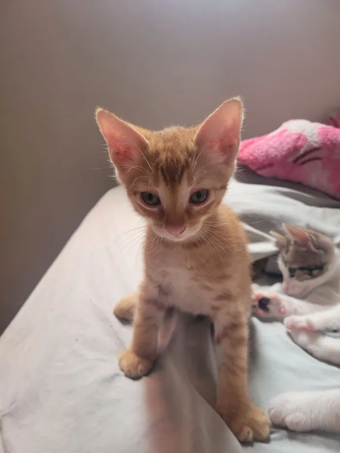 Gato raça SRD-ViraLata idade Abaixo de 2 meses nome Sem nome definido 