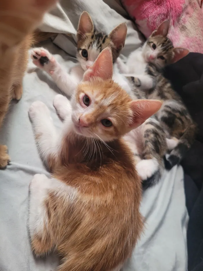 Gato raça SRD-ViraLata idade Abaixo de 2 meses nome Sem nome definido 