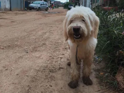 Cachorro raça Poodle idade 2 anos nome Não sei 
