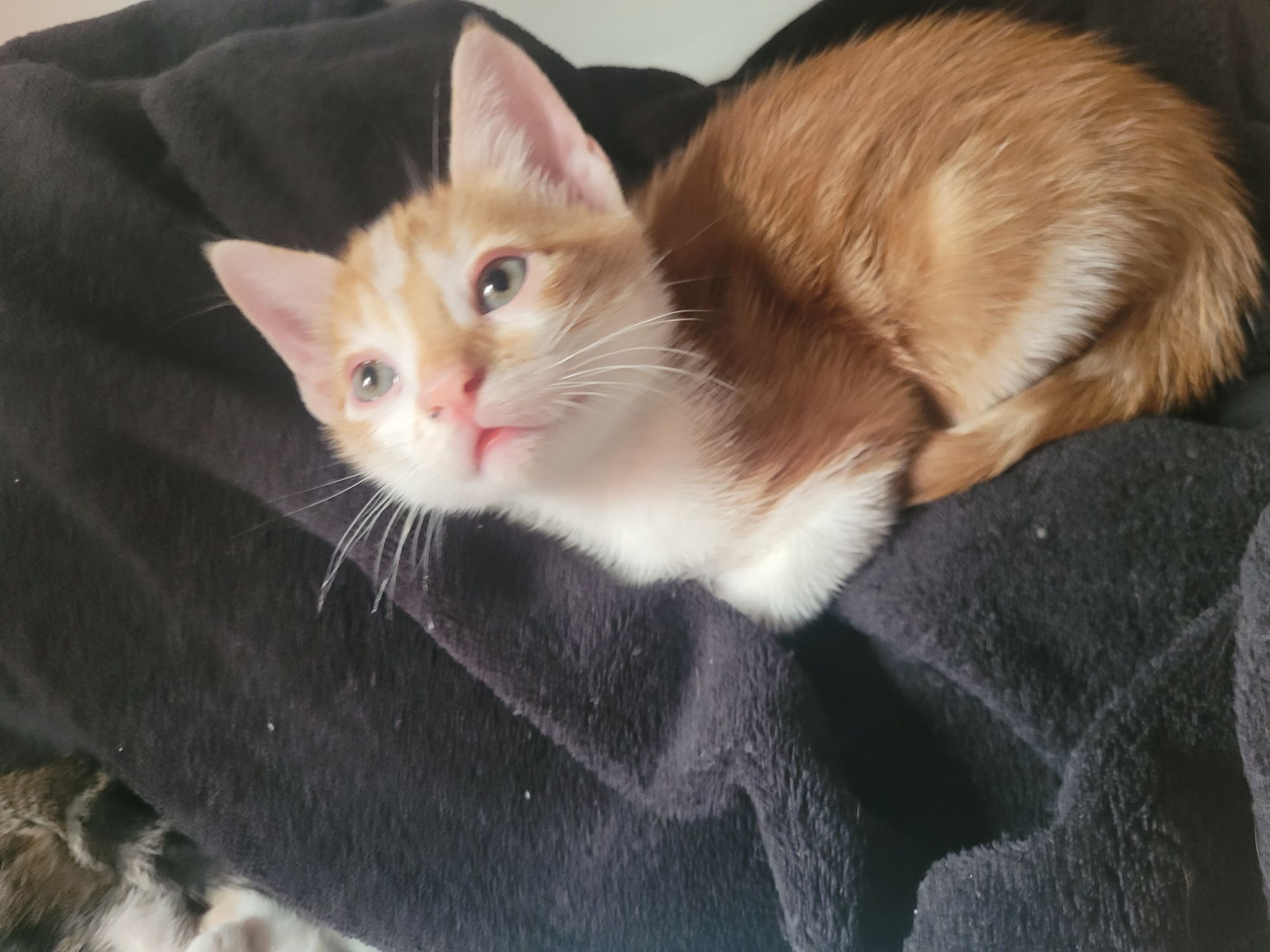 Gato raça SRD-ViraLata idade Abaixo de 2 meses nome Sem nome definido