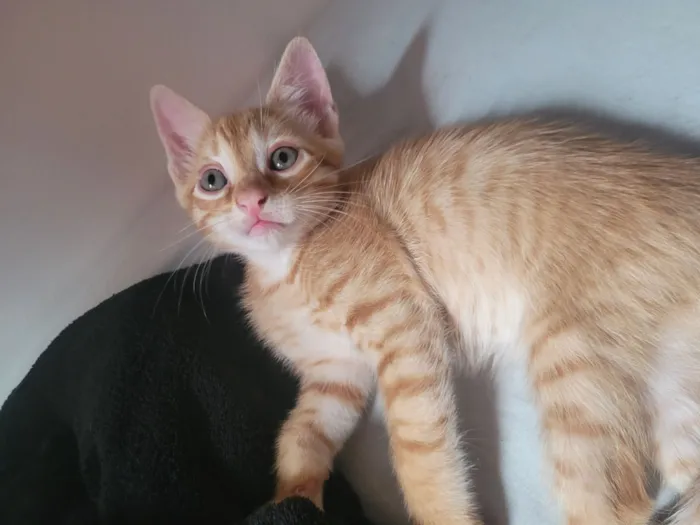 Gato raça SRD-ViraLata idade Abaixo de 2 meses nome Sem nome definido