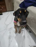 Cachorro raça SRD-ViraLata idade 2 anos nome Leona