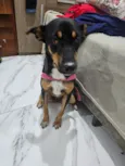 Cachorro raça SRD-ViraLata idade 2 anos nome Leona