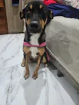Cachorro raça SRD-ViraLata idade 2 anos nome Leona