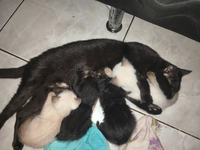 Gato raça Siamês idade Abaixo de 2 meses nome Filhotes