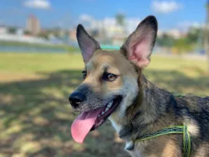 Cachorro raça SRD-ViraLata idade 1 ano nome Keyp