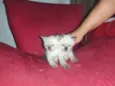Gato raça Siamês idade Abaixo de 2 meses nome Filhotes