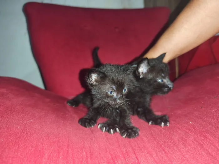Gato raça Siamês idade Abaixo de 2 meses nome Filhotes