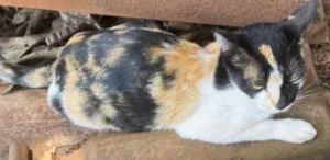 Gato raça SRD-ViraLata idade 2 a 6 meses nome O nome você escolhe 