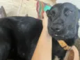 Cachorro raça Labrador idade 1 ano nome Amora 