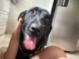 Cachorro raça Labrador idade 1 ano nome Amora 