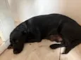 Cachorro raça Labrador idade 1 ano nome Amora 
