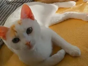 Gato raça SRD-ViraLata idade 2 a 6 meses nome FLAVIANE QUIRINO DA COSTA