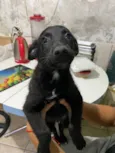 Cachorro raça SRD-ViraLata idade Abaixo de 2 meses nome A escolha do futuro tutor