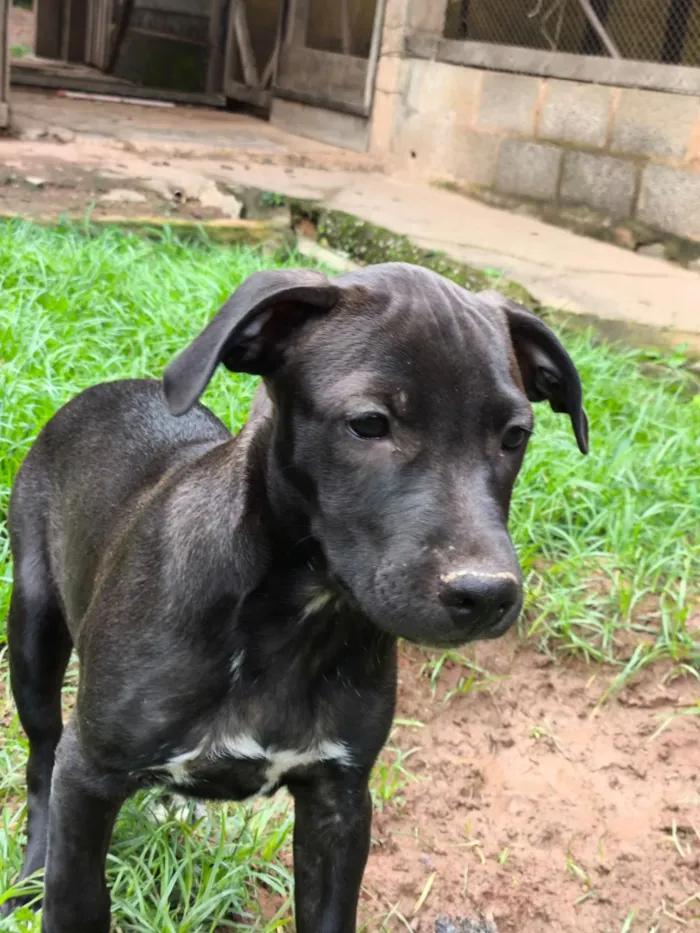 Cachorro raça SRD-ViraLata idade 2 a 6 meses nome Toddy 
