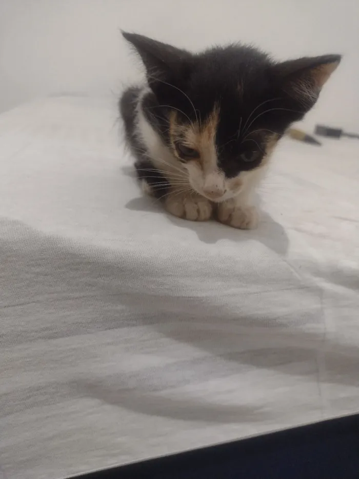 Gato raça Angorá idade 2 a 6 meses nome Luciano 