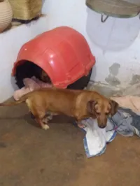 Cachorro raça Basset-Cofap idade 4 anos nome Holy