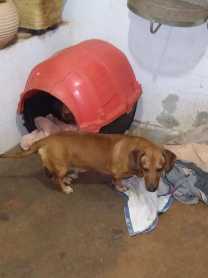 Cachorro raça Basset-Cofap idade 4 anos nome Holy