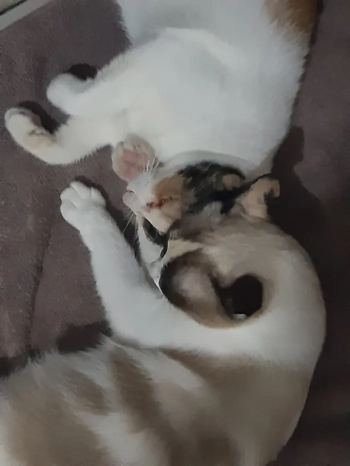 Gato raça Siamês e rajada idade 7 a 11 meses nome Jennifer e Insolente 