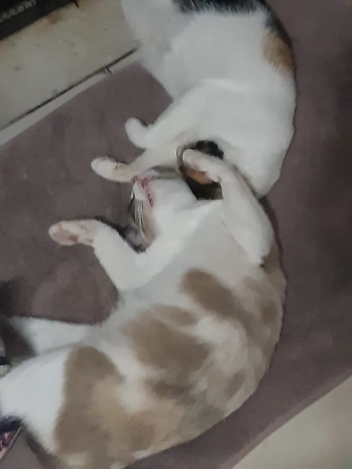 Gato raça Siamês e rajada idade 7 a 11 meses nome Jennifer e Insolente 