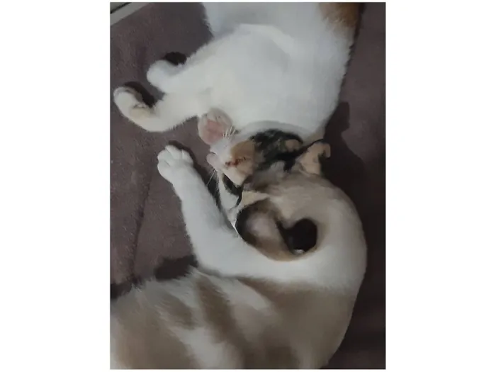 Gato raça Siamês e rajada idade 7 a 11 meses nome Jennifer e Insolente 