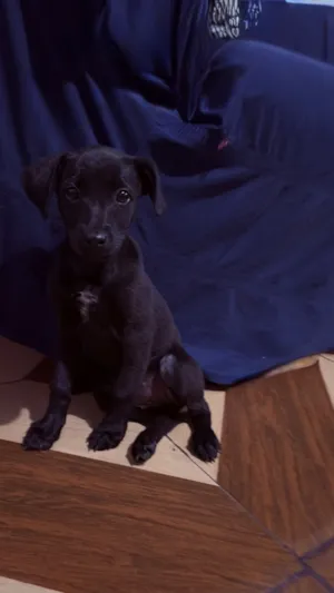 Cachorro raça SRD-ViraLata idade 2 a 6 meses nome Sem nome 