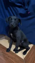 Cachorro raça SRD-ViraLata idade 2 a 6 meses nome Sem nome 