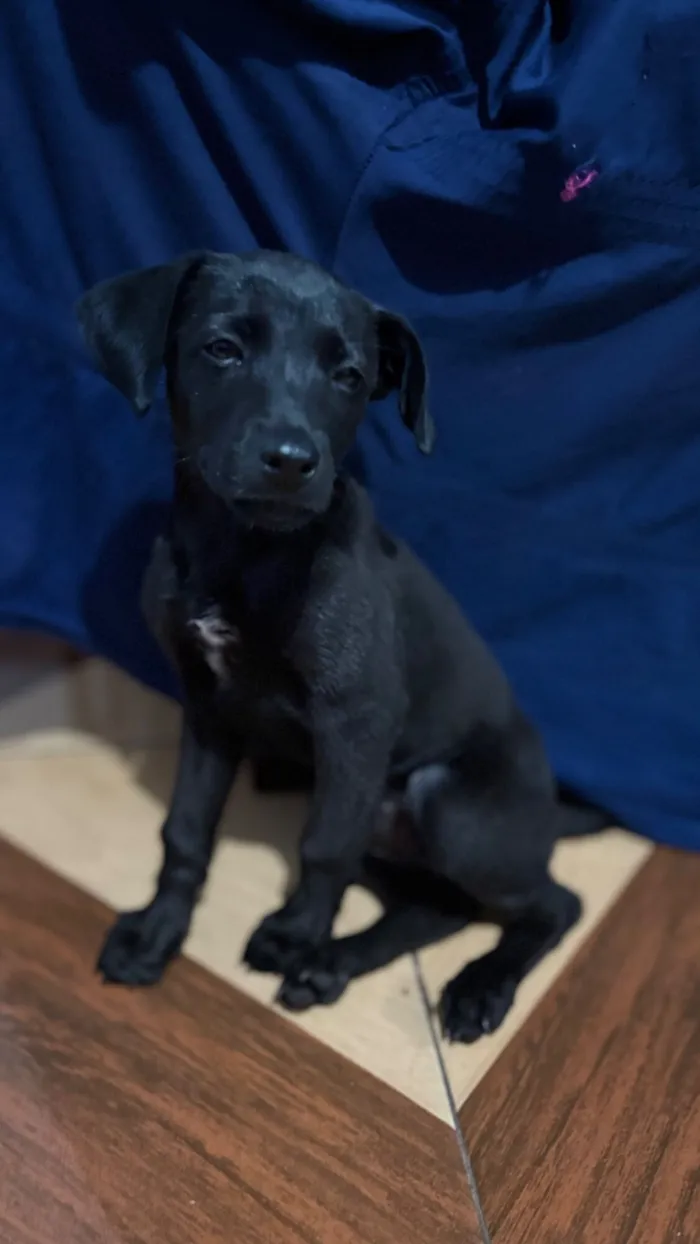 Cachorro raça SRD-ViraLata idade 2 a 6 meses nome Sem nome 