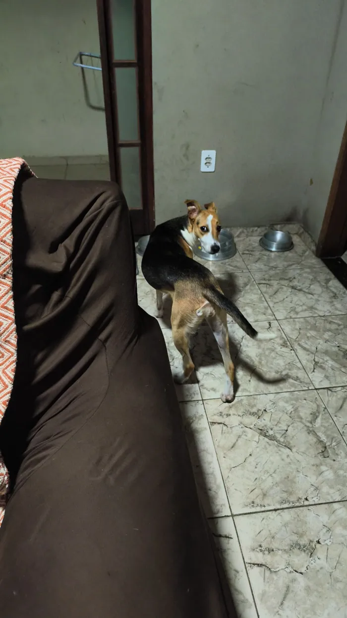 Cachorro raça SRD-ViraLata idade 1 ano nome Luna Gomes 