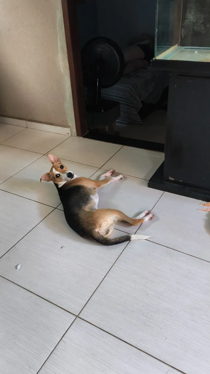 Cachorro raça SRD-ViraLata idade 1 ano nome Luna Gomes 