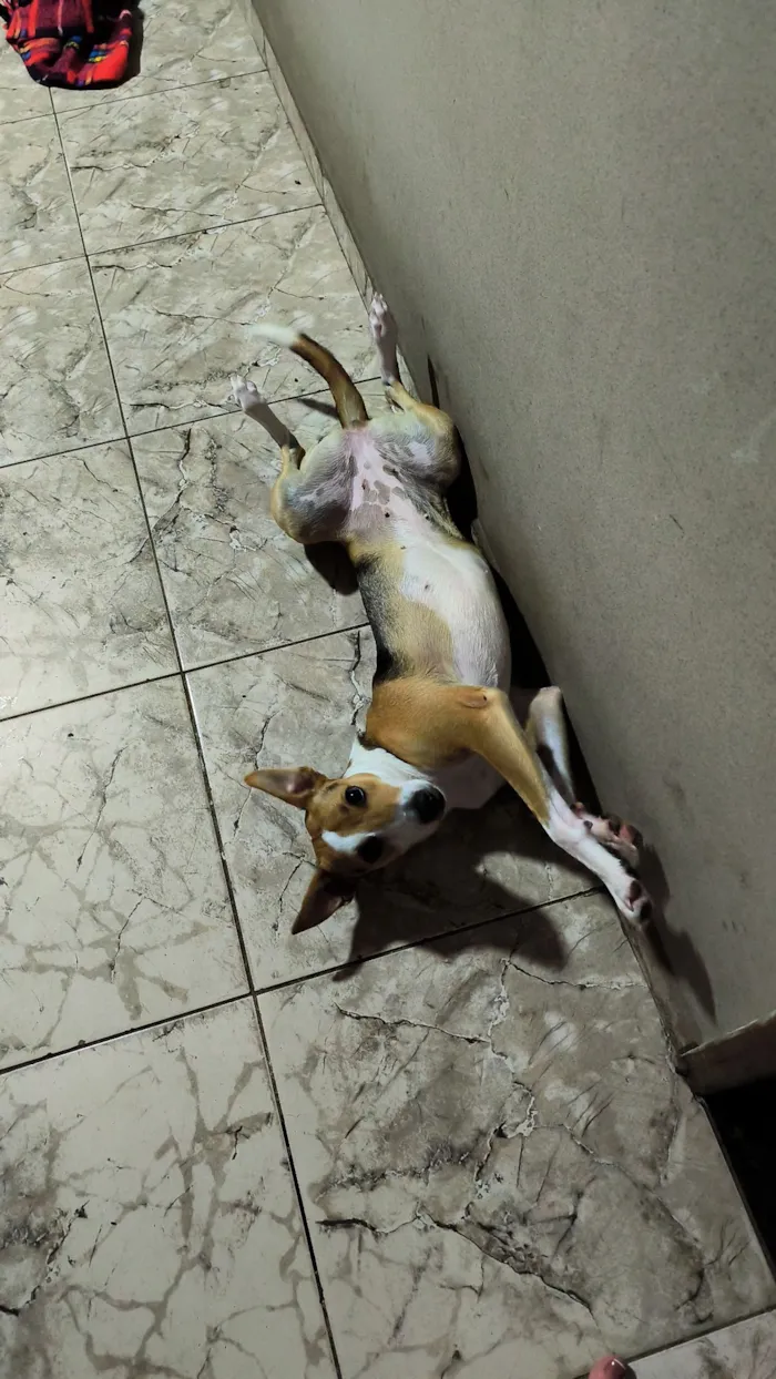 Cachorro raça SRD-ViraLata idade 1 ano nome Luna Gomes 
