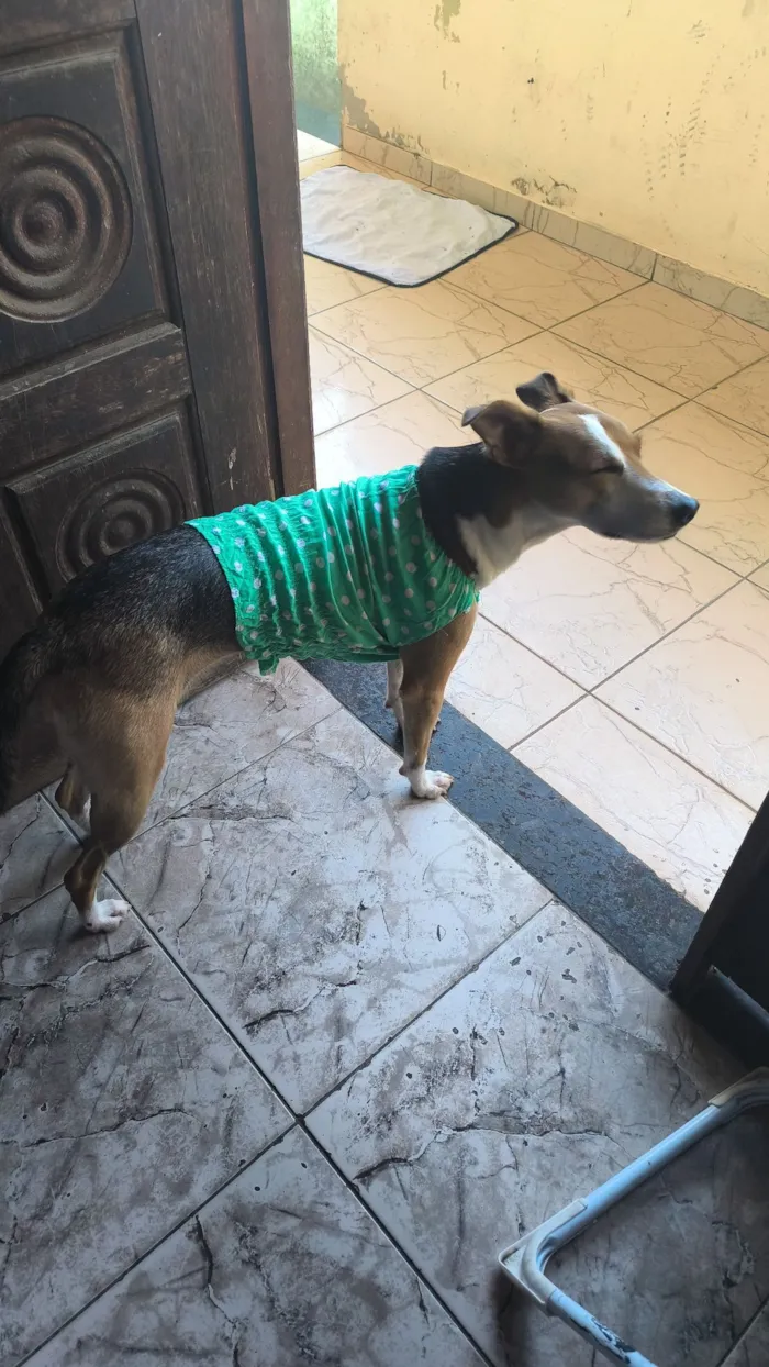 Cachorro raça SRD-ViraLata idade 1 ano nome Luna Gomes 