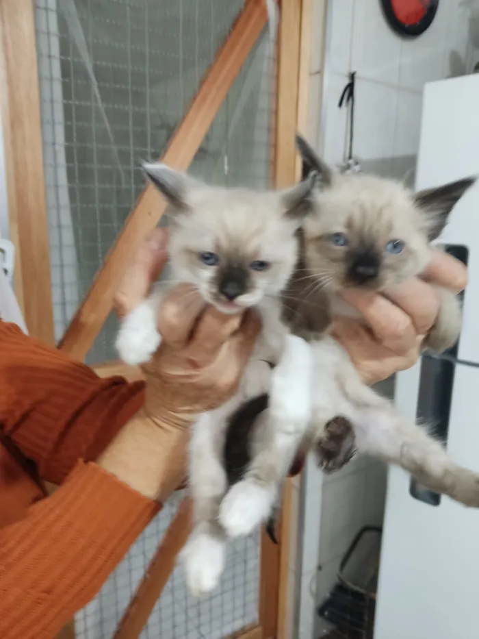 Gato raça SRD-ViraLata idade 2 a 6 meses nome Ainda não demos