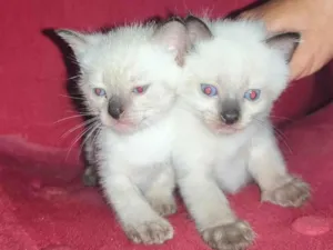 Gato raça Siamês idade Abaixo de 2 meses nome Filhotes