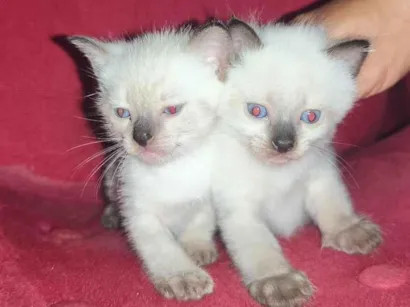 Gato raça Siamês idade Abaixo de 2 meses nome Filhotes