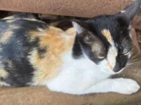 Gato raça SRD-ViraLata idade 2 a 6 meses nome O nome você escolhe 