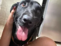 Cachorro raça Labrador idade 1 ano nome Amora 
