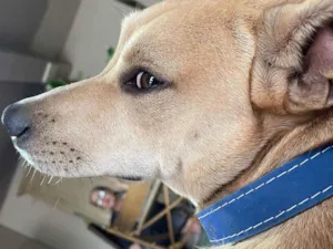 Cachorro raça SRD-ViraLata idade 7 a 11 meses nome BRUTUS
