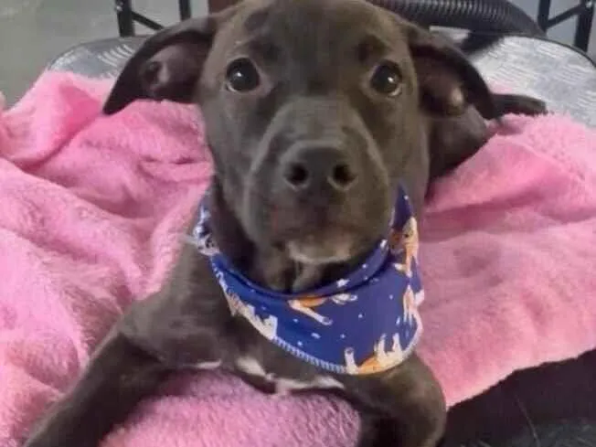 Cachorro raça SRD-ViraLata idade 2 a 6 meses nome Toddy 