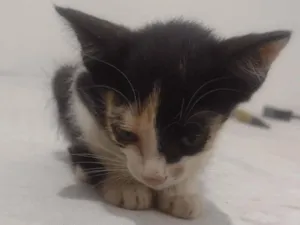 Gato raça Angorá idade 2 a 6 meses nome Luciano 