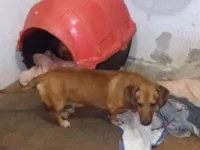 Cachorro raça Basset-Cofap idade 4 anos nome Holy