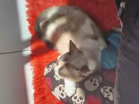 Gato raça Siamês e rajada idade 7 a 11 meses nome Jennifer e Insolente 