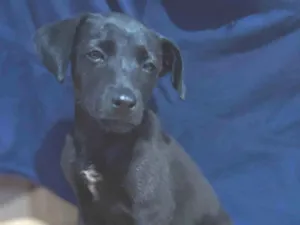 Cachorro raça SRD-ViraLata idade 2 a 6 meses nome Sem nome 